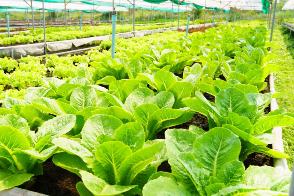 Lettuce heads growing on a farm