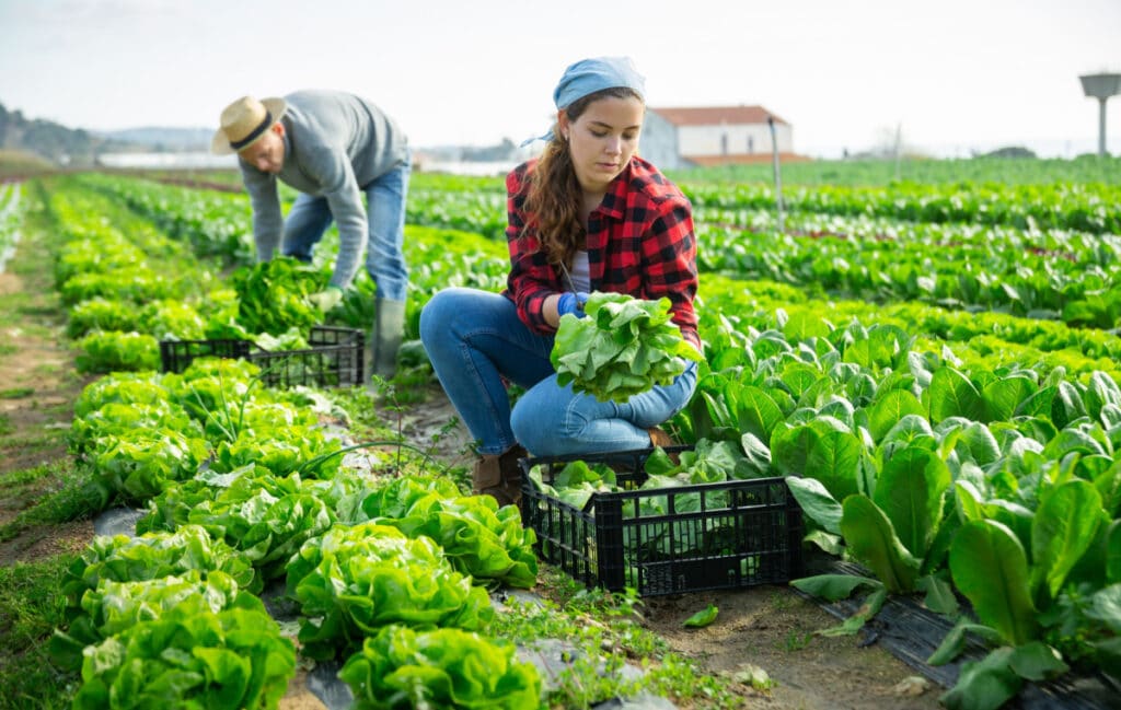 A man and woman harvesting lettuce in a field