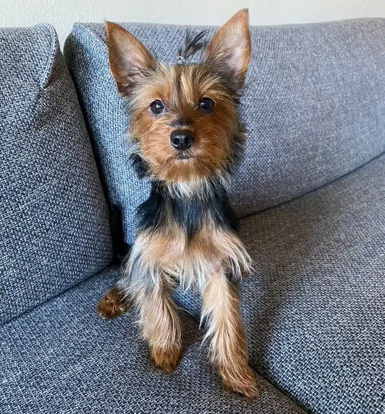 Blanca's dog Mimi, in honor of National Rescue Dog Day