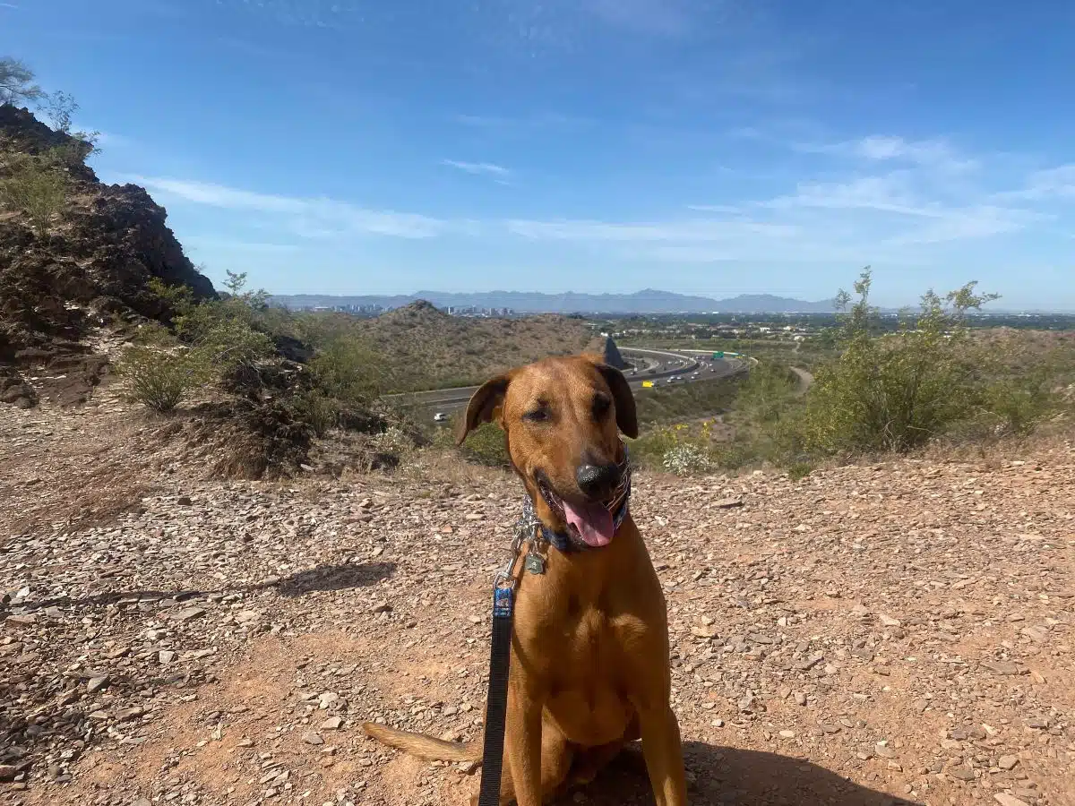 Cami's dog, Zibu, in honor of National Rescue Dog Day