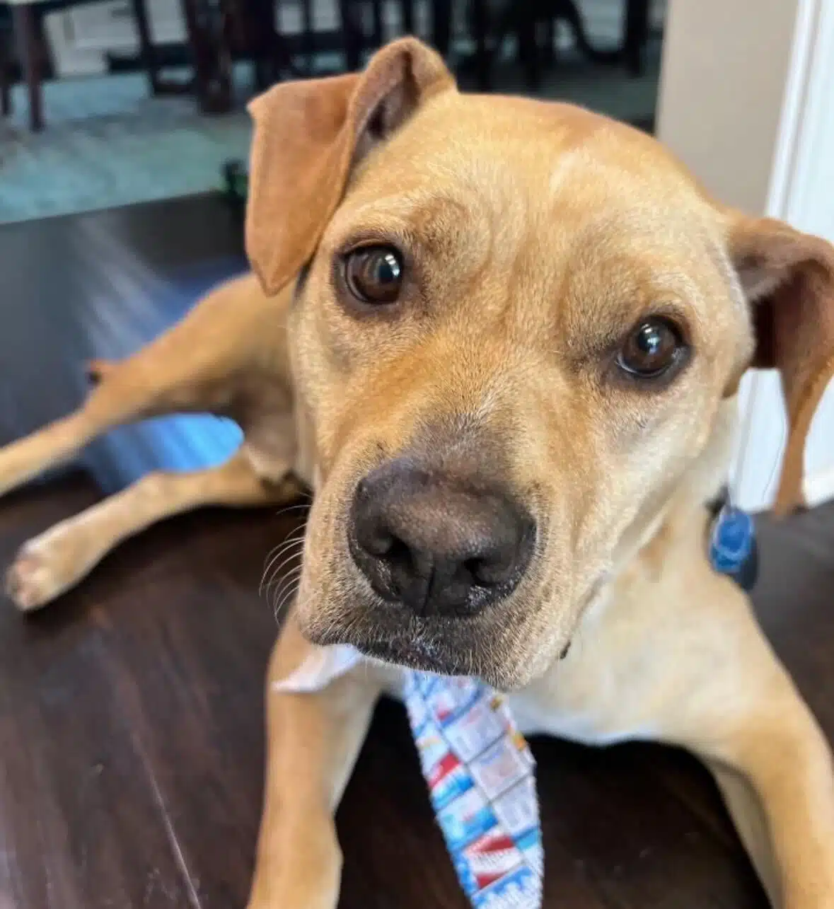 Chris' dog Sam, in honor of National Rescue Dog Day