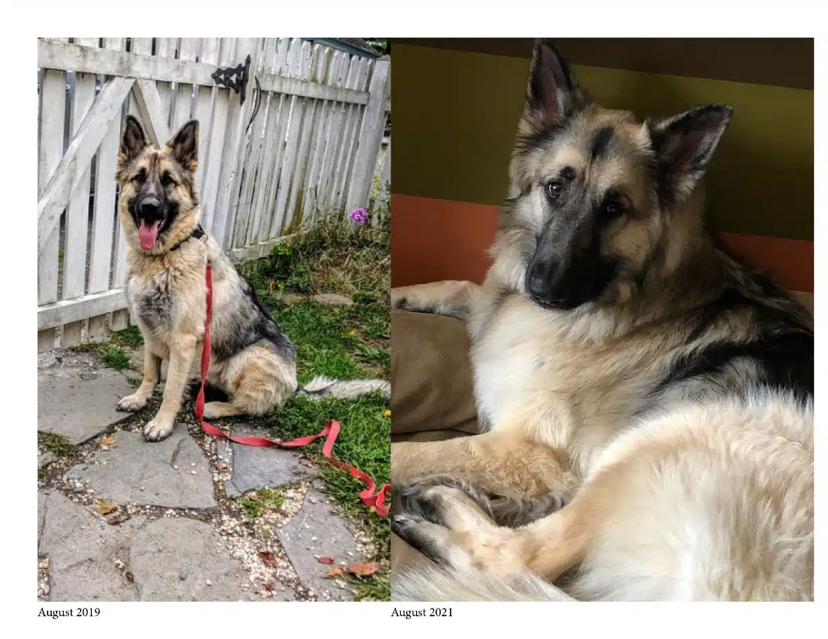 Dianne's dog Kira, in honor of National Rescue Dog Day