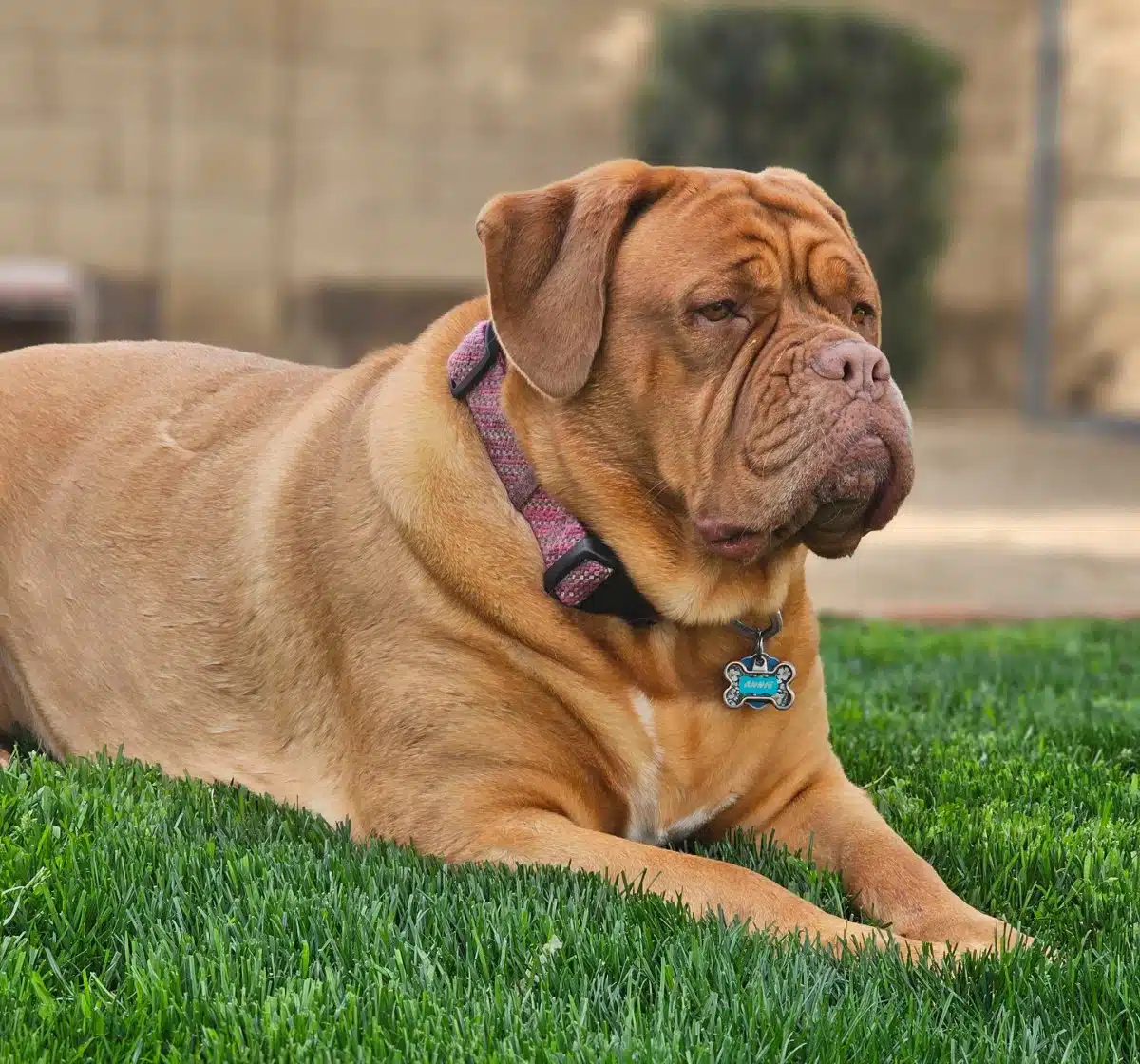 Holly's dog Annie, in honor of National Rescue Dog Day
