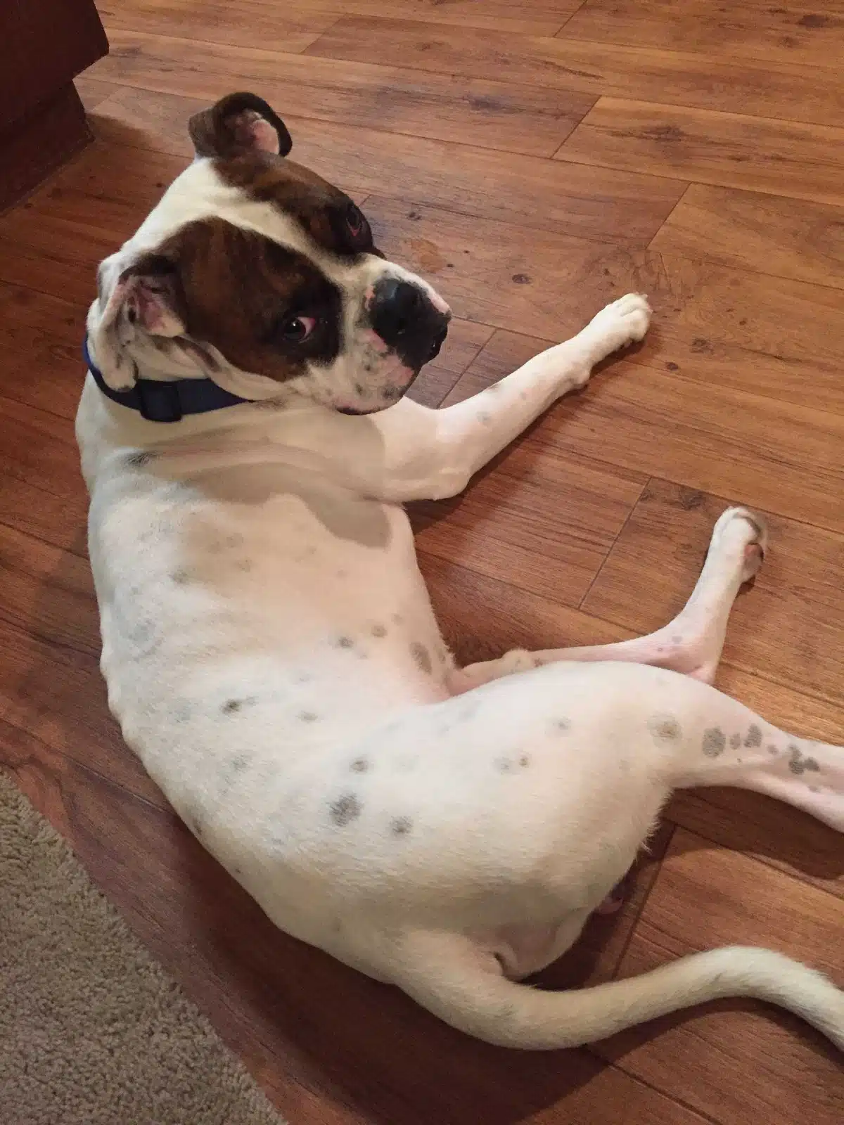 Holly's dog Bruno, in honor of National Rescue Dog Day