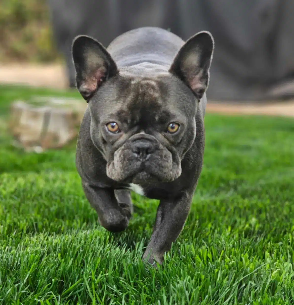 Holly's dog Luna, in honor of National Rescue Dog Day