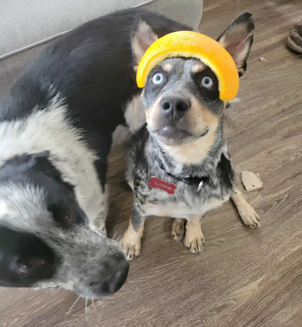 Nicholas' dogs Minnie and Louie, in honor of National Rescue Dog Day