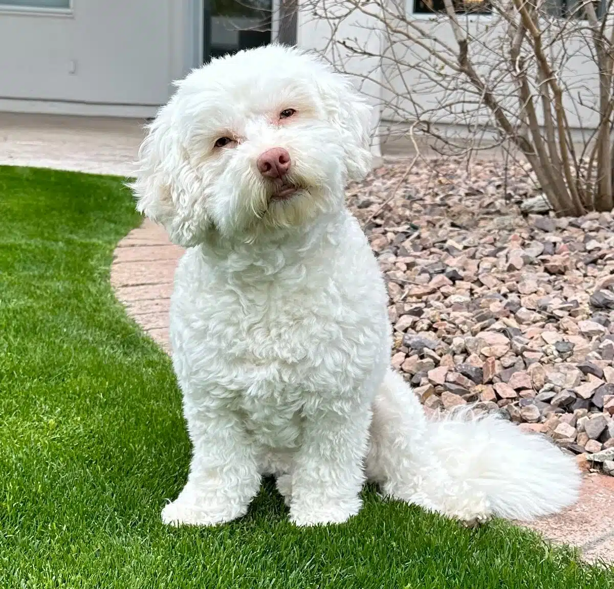 Scott's dog Barkley, in honor of National Rescue Dog Day