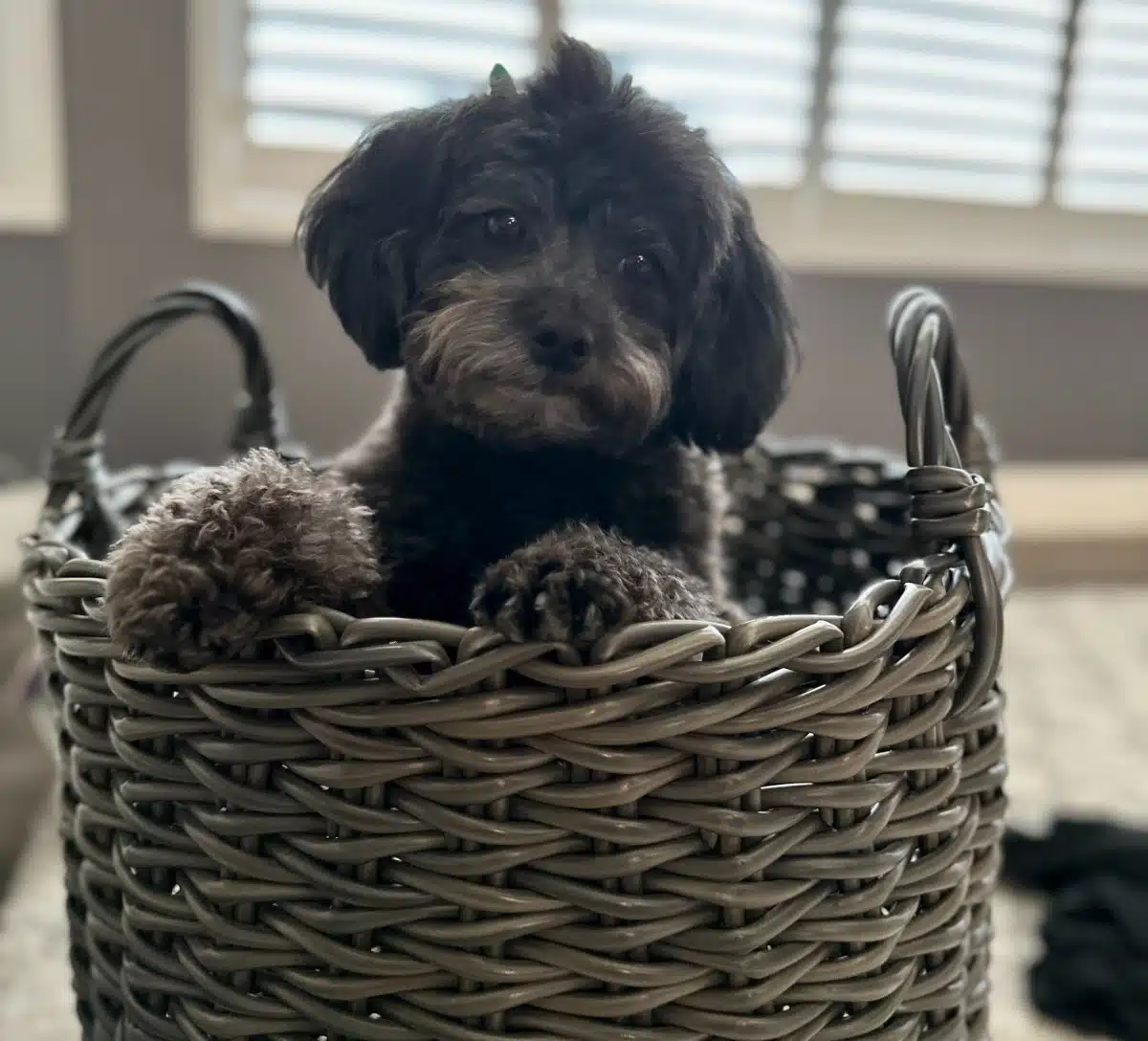 Scott's dog Maggie, in honor of National Rescue Dog Day