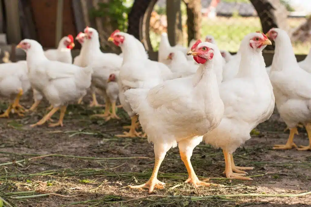 Close up of chickens, representing the broiler chicken growers antitrust class action lawsuit settlement.