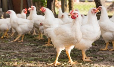 Close up of chickens, representing the broiler chicken growers antitrust settlement.