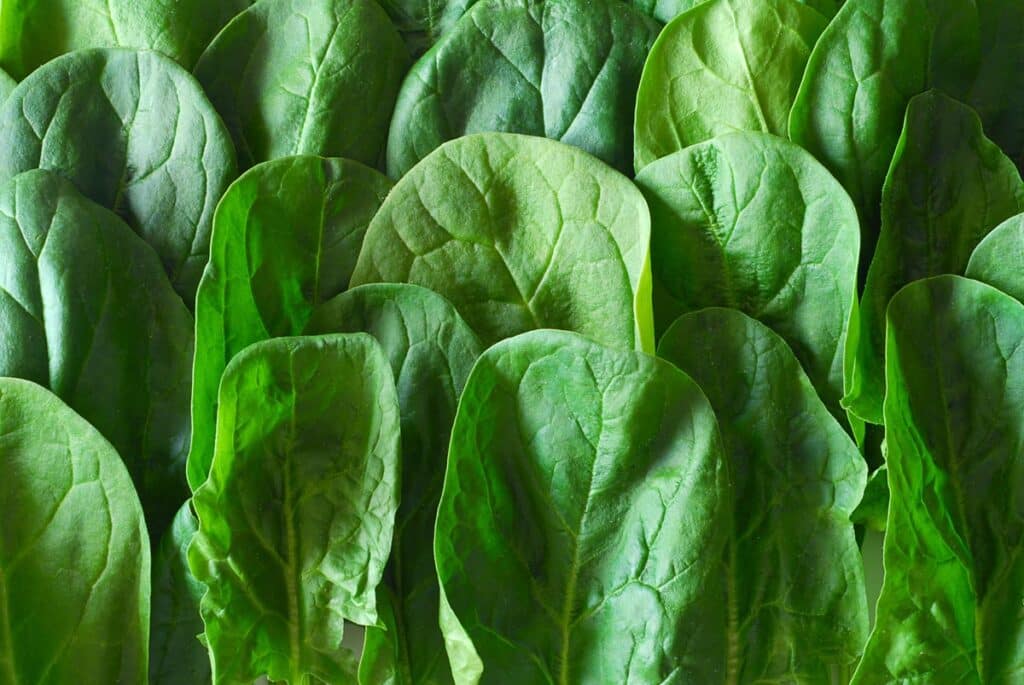 Close up of spinach leaves.