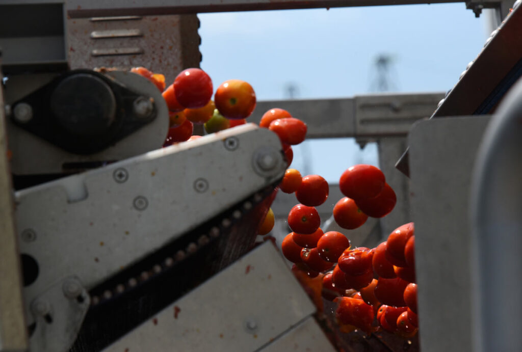 Tomatoes on a factory conveyor belt being washed, representing the canned tomatoes class action.