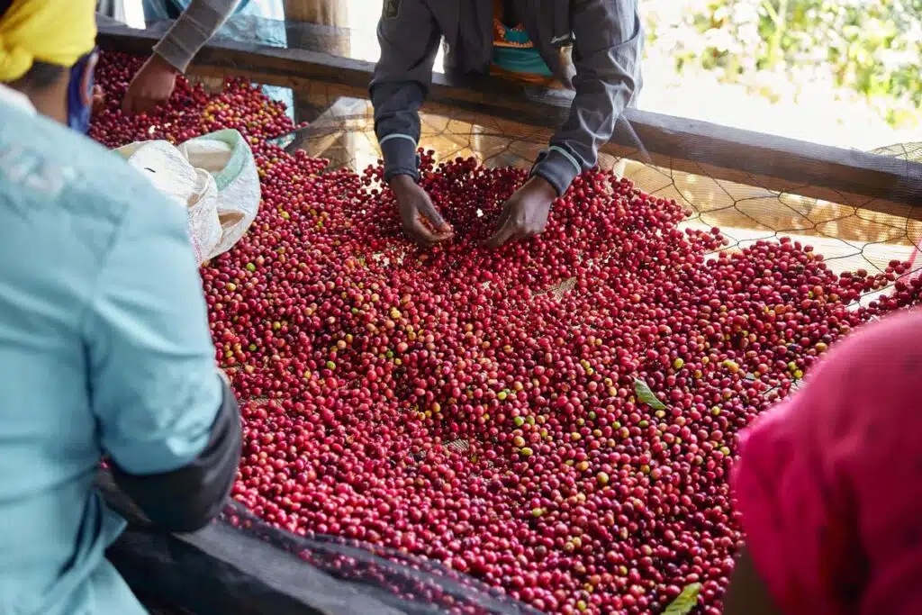 Close up of freshly picked coffee beans, representing the Kona coffee lawsuit.