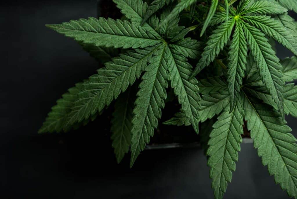 Close up of Marijuana cannabis leaves, representing the potential marijuana Schedule 1 change.