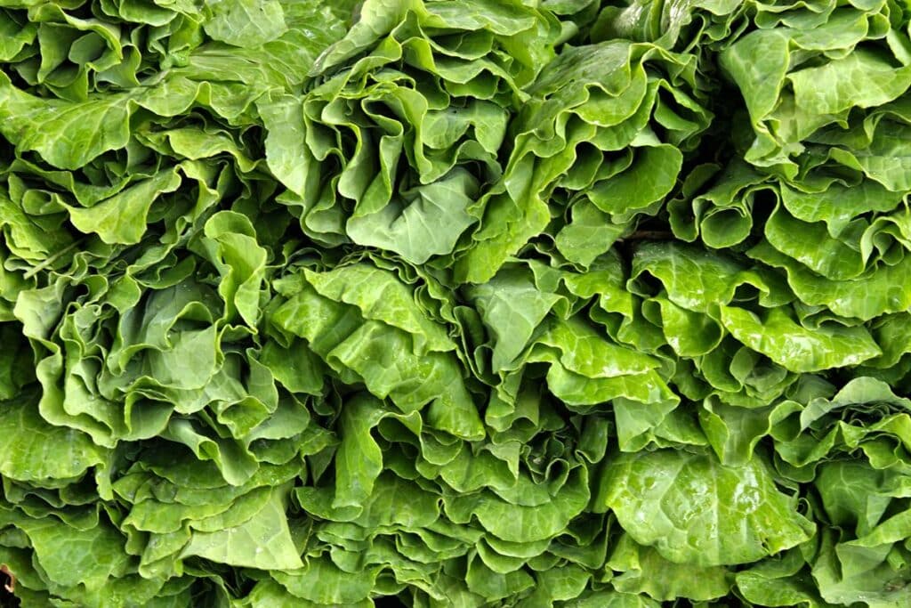 Close up of collard greens, representing the Kroger collard greens recall.