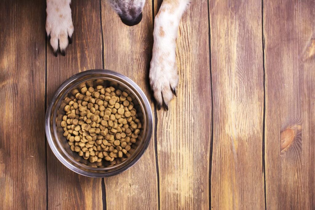 A dog next to a bowl of dry dog food kibble, representing the pet food recall.