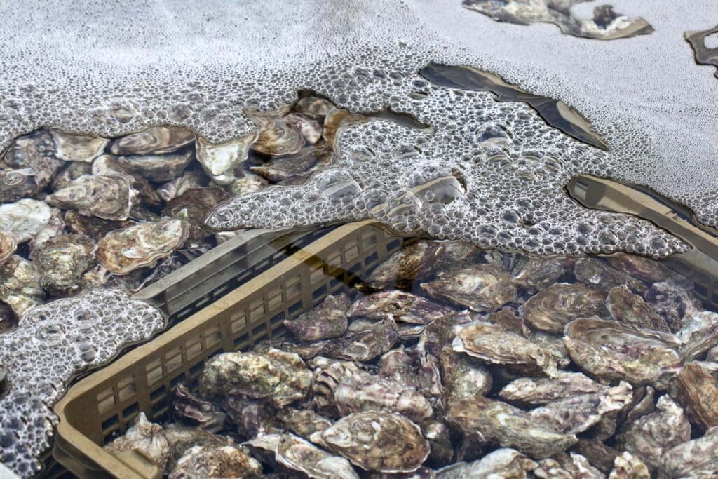 Fresh oysters in water being harvested, representing the oysters recall.