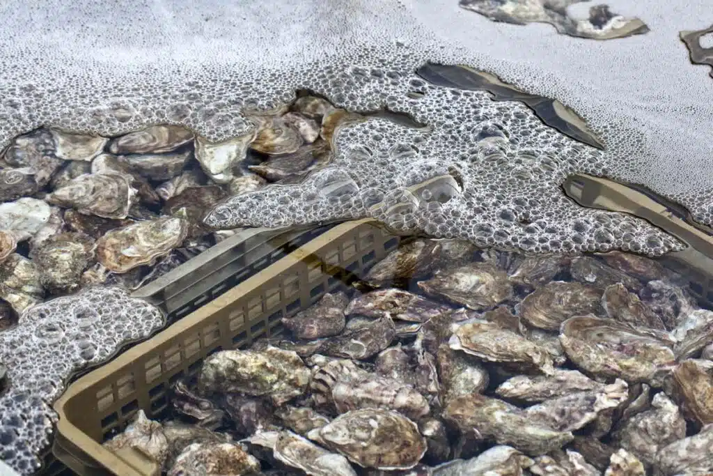 Fresh oysters in water being harvested, representing the oysters recall.