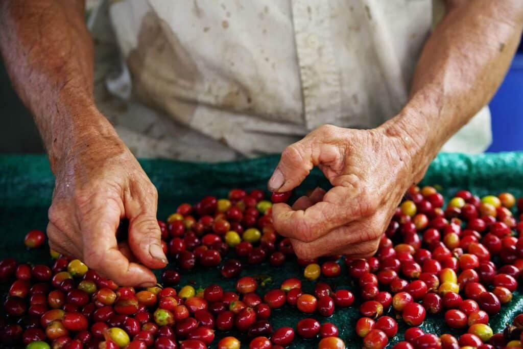 Close up of a mans hands working with raw coffee beans, representing the ABC Stores and Mulvadi Kona coffee class action settlement.
