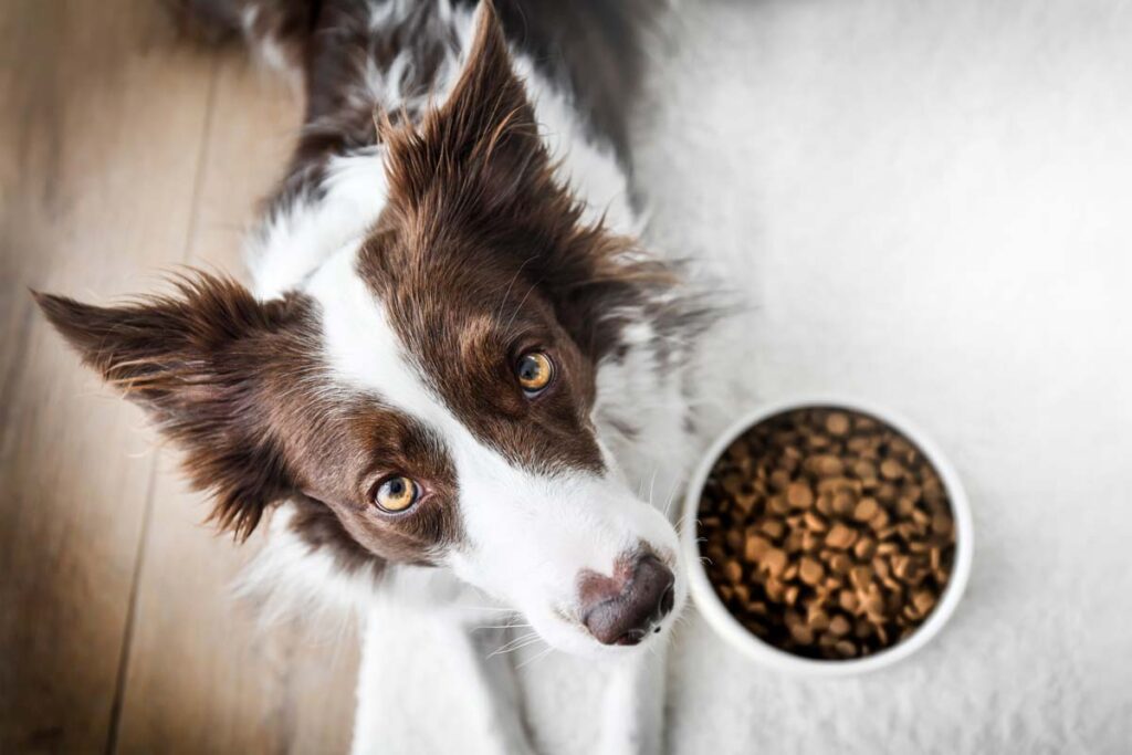 Top view of a dog next to a food bowl, representing recent pet food recalls and class action lawsuits.