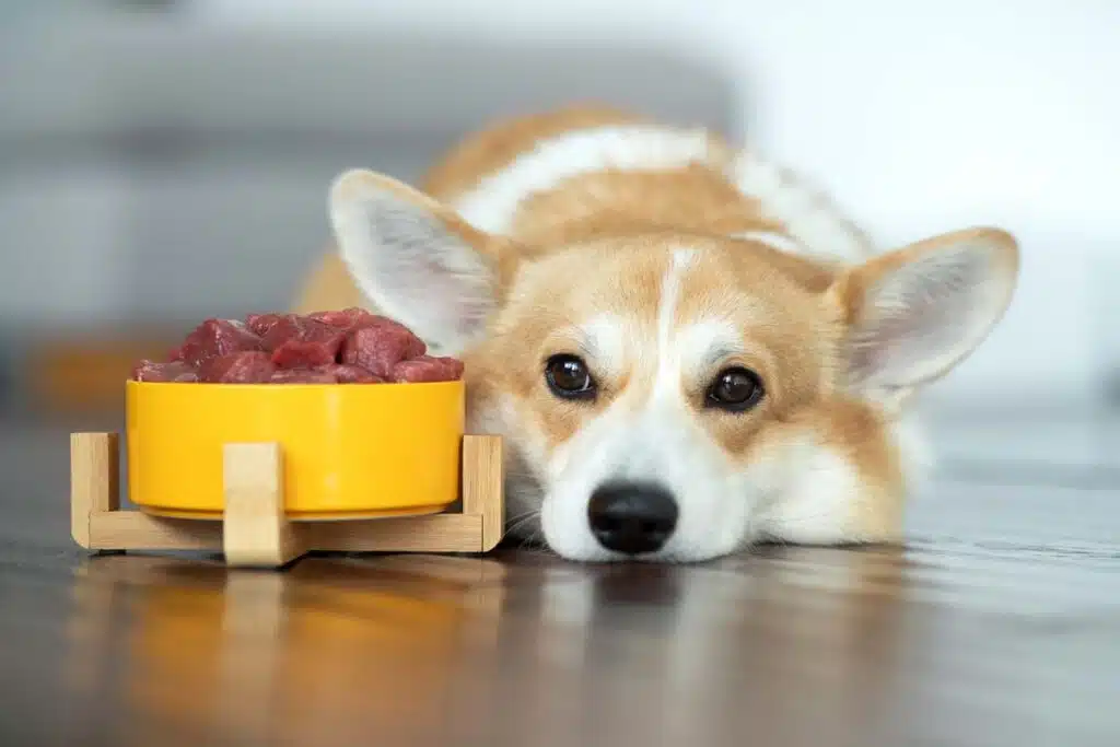 A puppy next to a dog bowl of beef, representing the Blue Ridge puppy and kitten food recall.