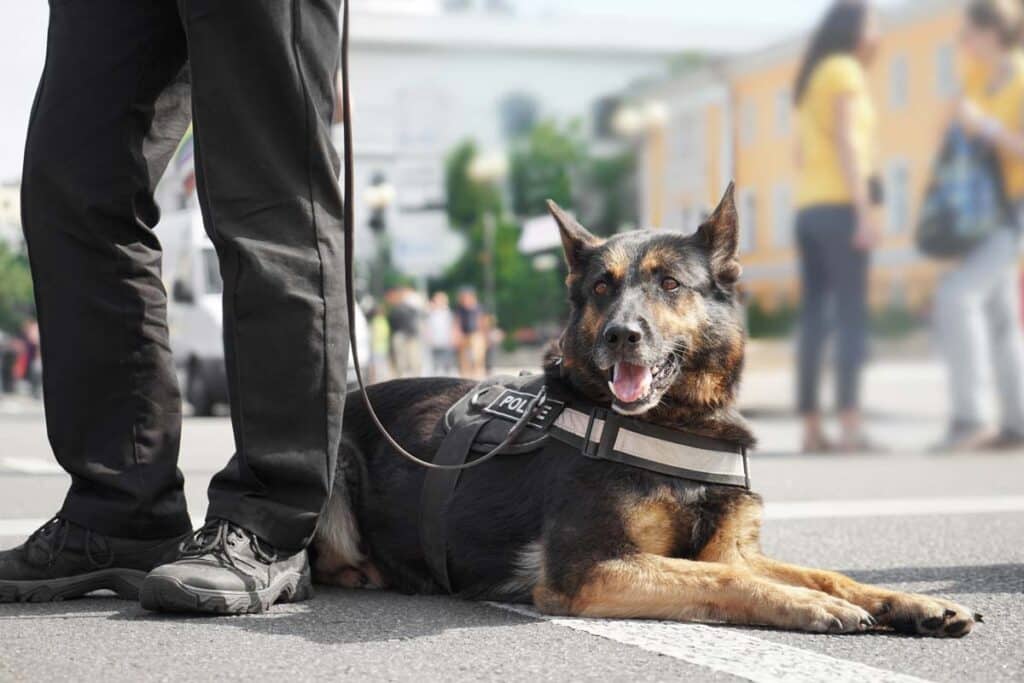 Close up of a police dog with a police officer, representing the Philadelphia K9 officers class action lawsuit.