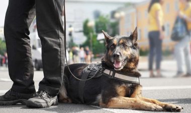 Close up of a police dog with a police officer, representing the Philadelphia K9 officers class action lawsuit.