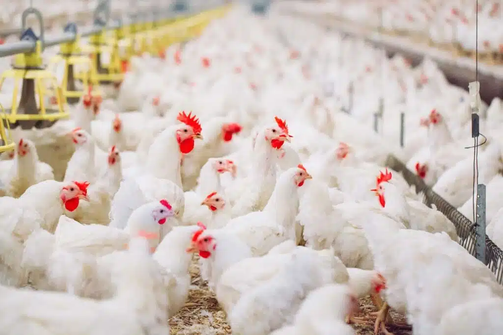 Chickens inside of an indoor barn, representing the Pilgrim's Pride class action.