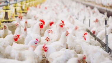 Chickens inside of an indoor barn, representing the Pilgrim's Pride class action.