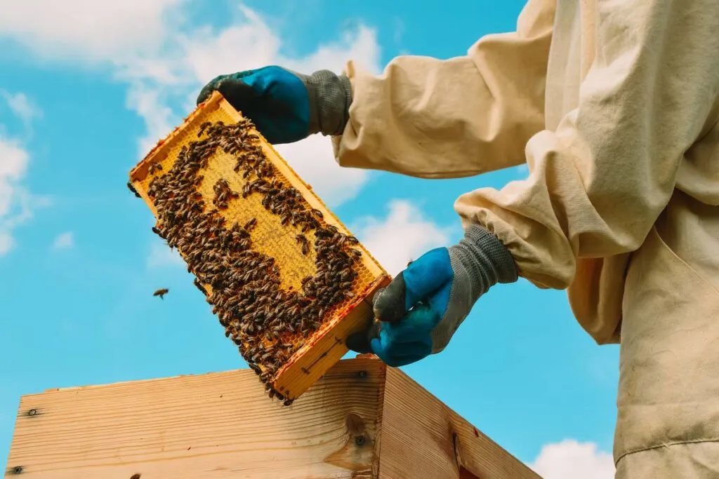 Close up of a beekeeper handling bees at a honey farm, representing the Strange Honey dismissal.