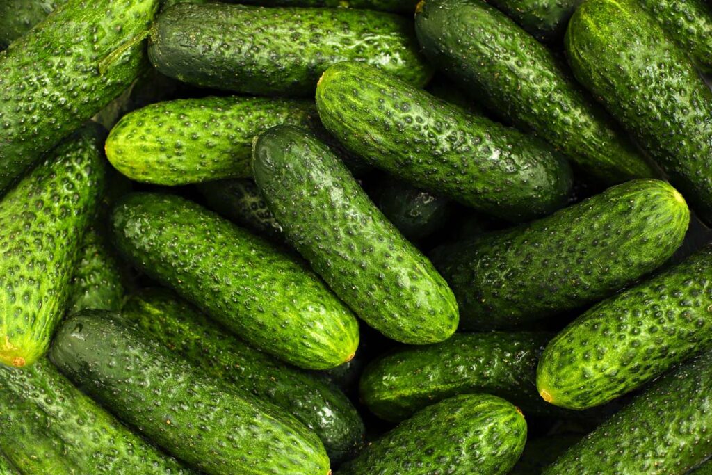 Close up of cucumbers, representing the salmonella recall.