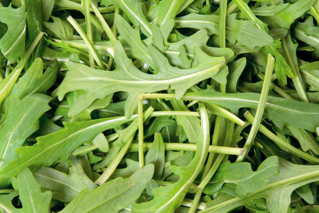 Filled frame of baby arugula, representing the baby arugula recall.