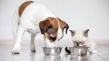 Gray little cat and dog eating together from bowls indoors