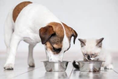 Gray little cat and dog eating together from bowls indoors
