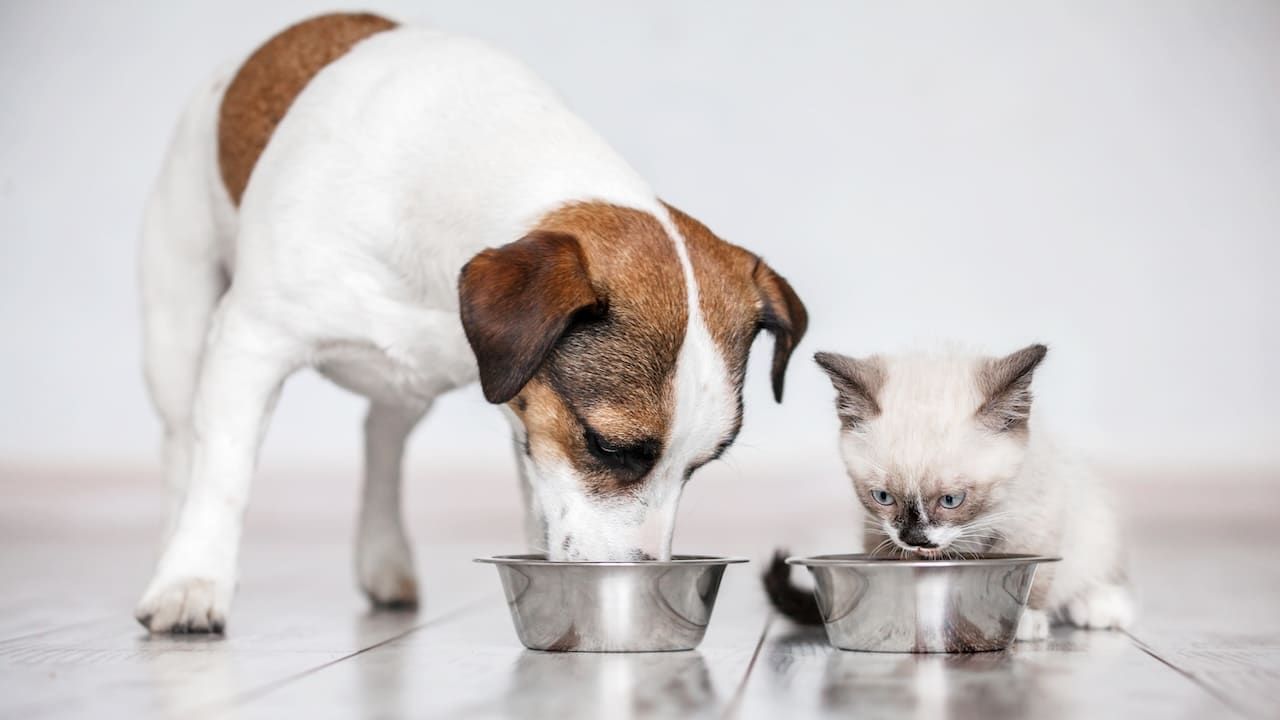 Gray little cat and dog eating together from bowls indoors