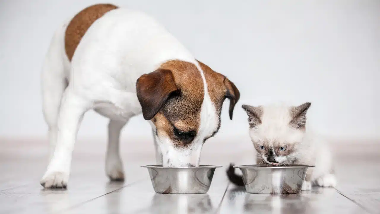 Gray little cat and dog eating together from bowls indoors