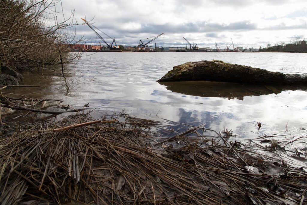 Dirty and murky water near the bank of the Duwamish Waterway, representing the Seattle Monsanto settlement.