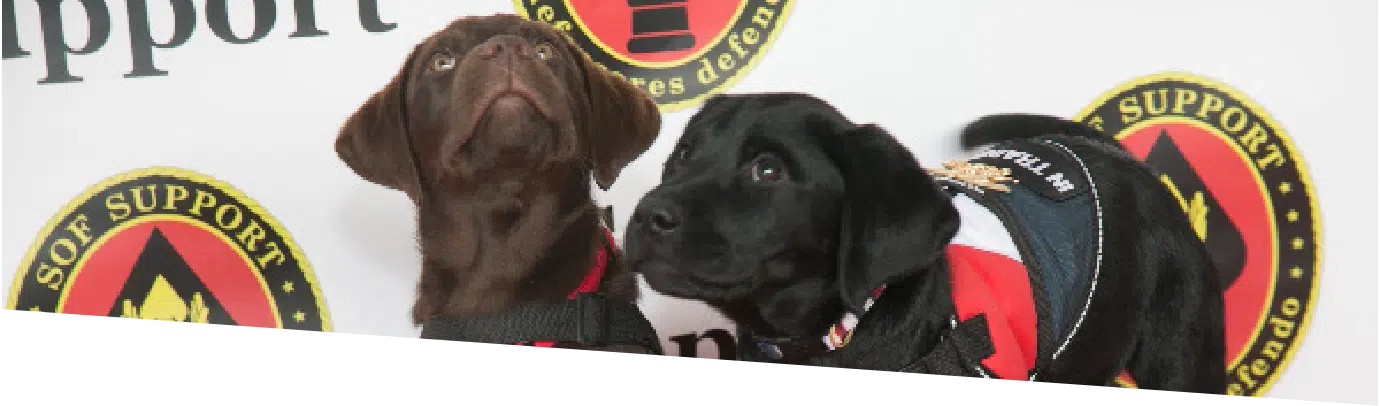 vivid-giving-forward