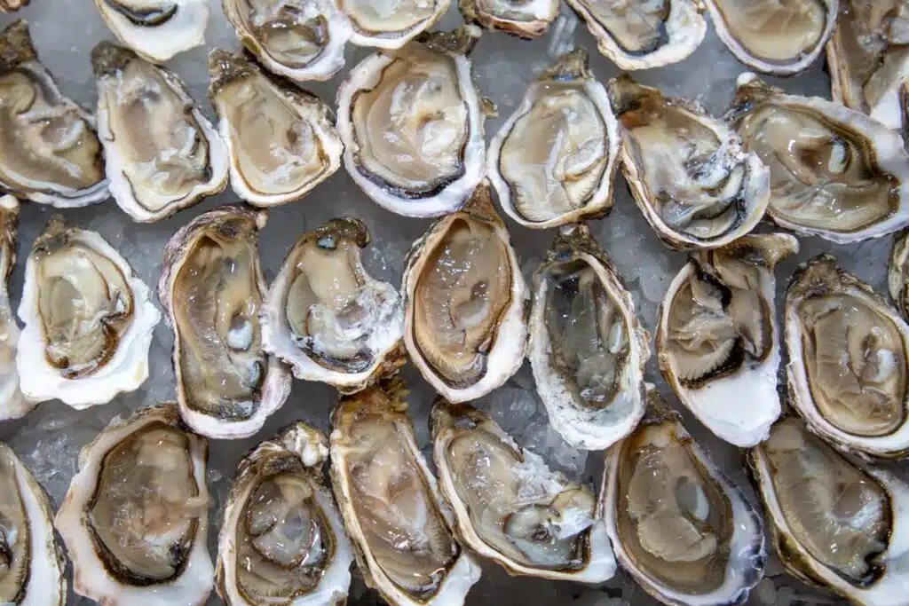 Close up of open Oysters on ice, representing the oysters recall.
