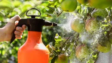 Close up of a woman spraying pesticide on a tree, representing the EPA pesticides order.