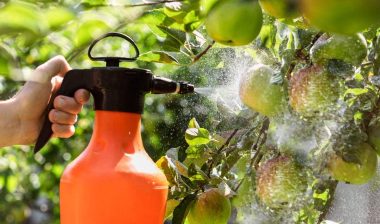 Close up of a woman spraying pesticide on a tree, representing the EPA pesticides order.