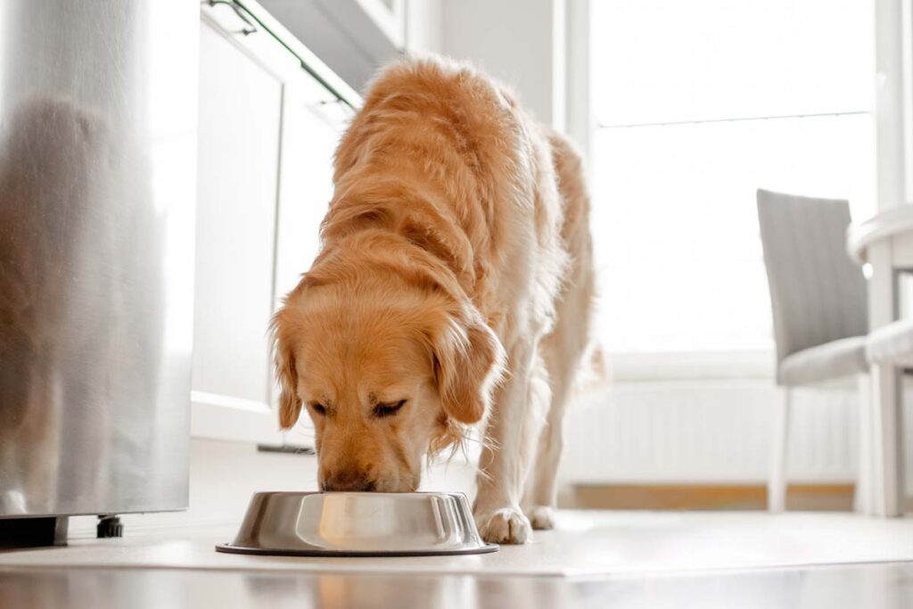 A dog eating dog food from a bowl, representing the dog food recall.