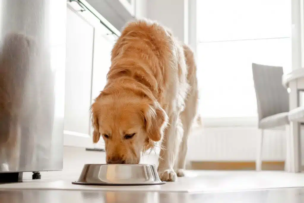 A dog eating dog food from a bowl, representing the dog food recall.