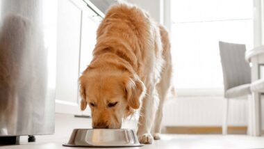 A dog eating dog food from a bowl, representing the dog food recall.