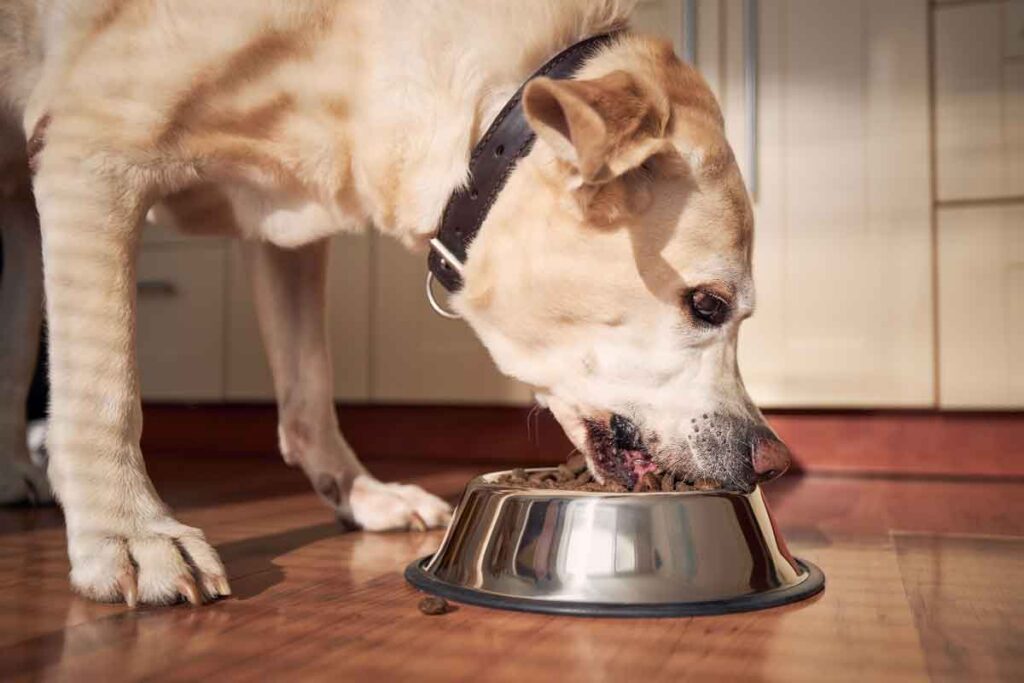 Close up of a dog eating from a bowl, representing the Mars Petcare class action.
