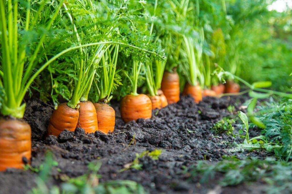 Carrots in the ground representing the carrot recall.