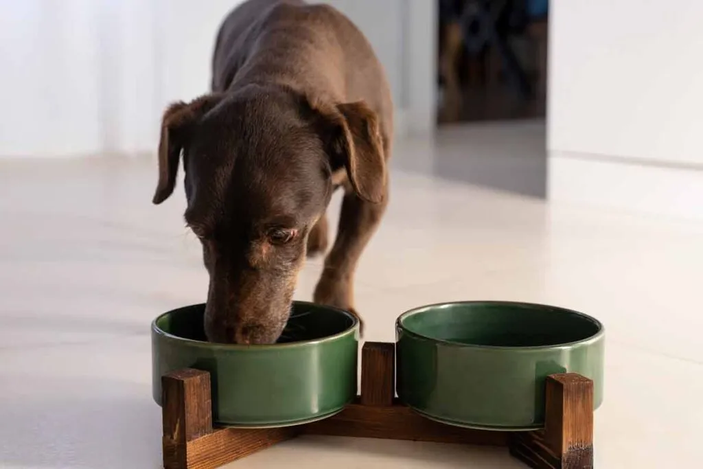 A puppy eating from a dog bowl, representing the Blue Ridge Beef recall.