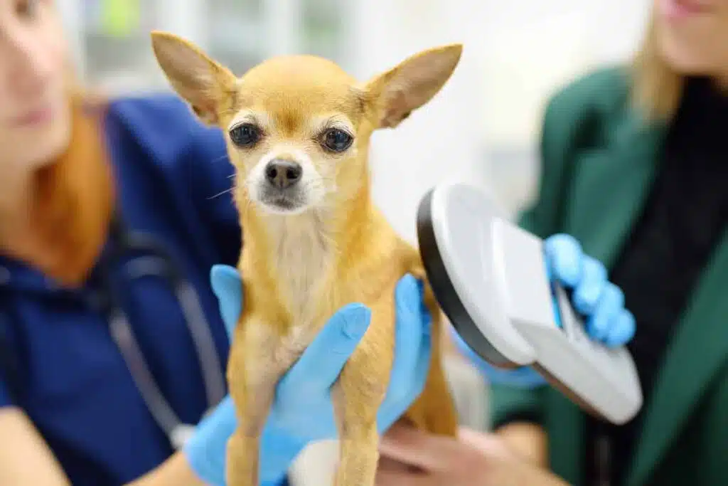 A dog getting checked for a microchip, representing the Home Again settlement.