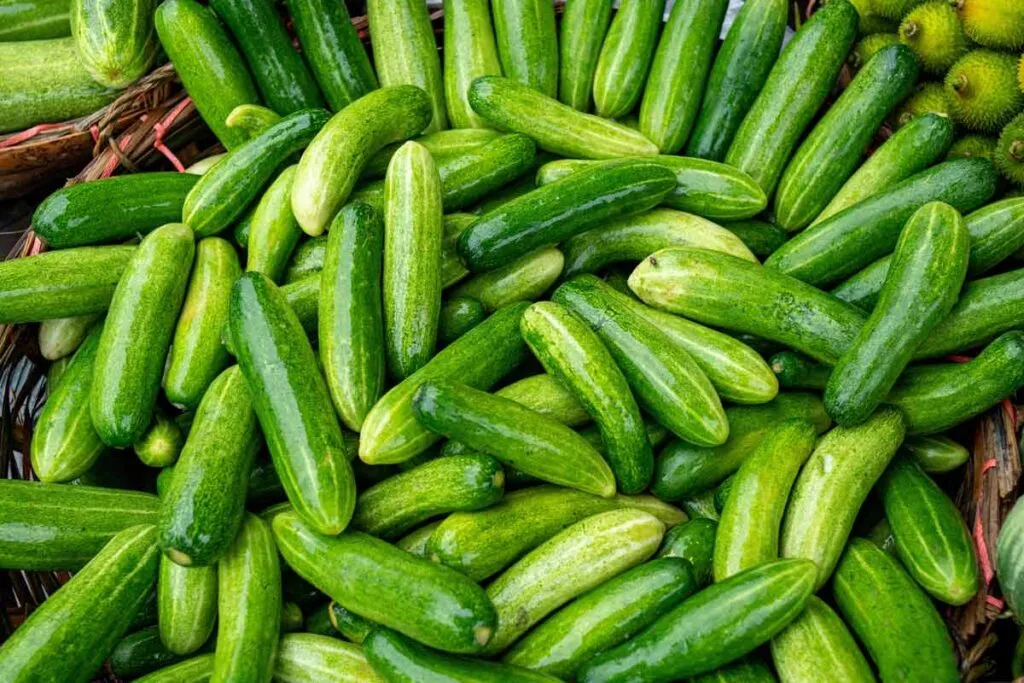 Close up of cucumbers, representing cucumber recalls.