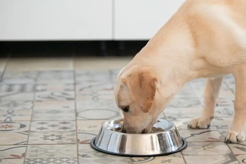 A dog eating from a bowl, representing the Blue Ridge Beef recall.